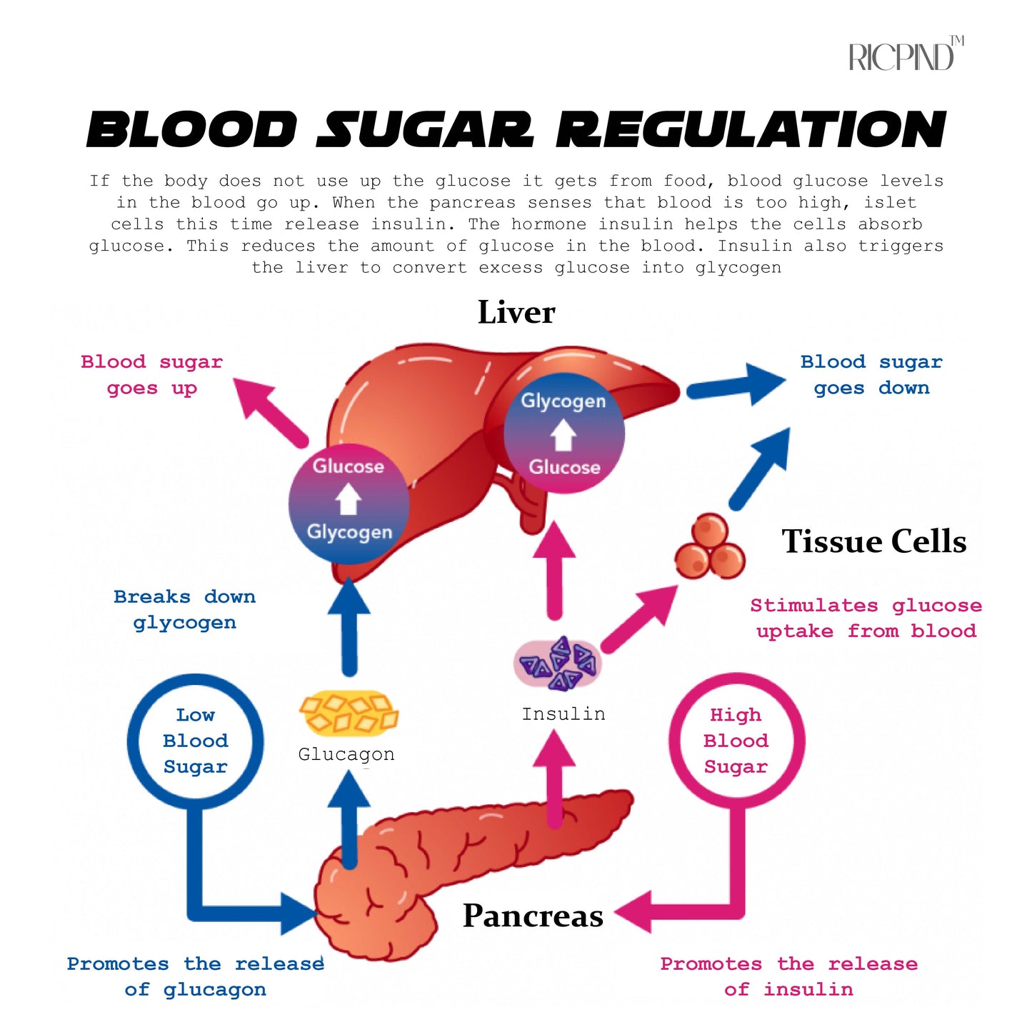 RICPIND TitaniumION SugarControl Wristband